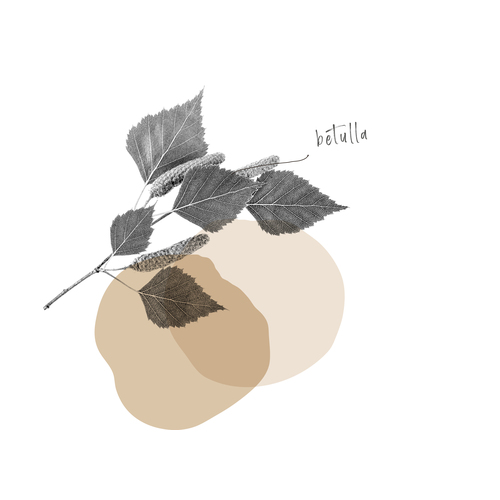 BETULLA