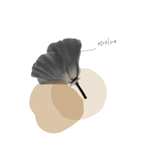 ESCOLZIA