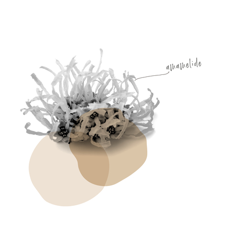 AMAMELIDE