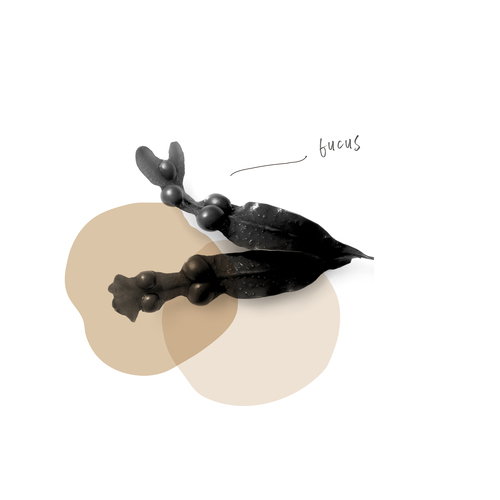FUCUS