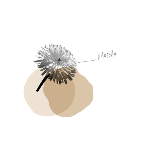 PILOSELLA